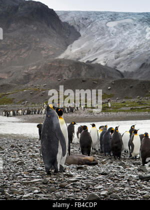 La Géorgie du Sud, Cumberland Bay, Port, Jason King Penguins glacier ci-dessous Banque D'Images