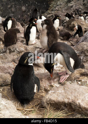 Atlantique Sud, îles Malouines, nouvelle île, le Rookery, adultes et jeunes Gorfous sauteurs Eudyptes chrysocome Banque D'Images