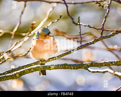 Common Chaffinch (Fringilla coelebs) assis sur le rameau d'un arbre Banque D'Images