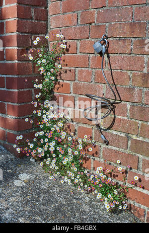 Fleabane Erigeron karvinskianus, Mexique Banque D'Images