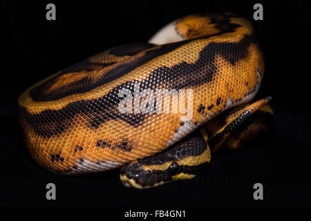 Bal Royal, Python Piebald mutation de couleur. Isolé sur velours noir. Banque D'Images