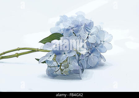 Hortensias bleus sur fond blanc Banque D'Images