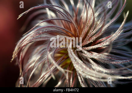 Un soft Clematis seed head vu en gros plan. Banque D'Images