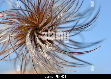 Un soft Clematis seed head vu en gros plan. Banque D'Images