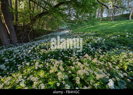 Ramsons la floraison au printemps Banque D'Images