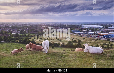 Downland Voir de Dunstable Downs contre les coups Banque D'Images
