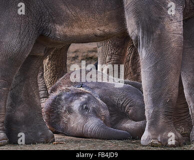 Bébé éléphant asiatique détendu sous sa mère Banque D'Images