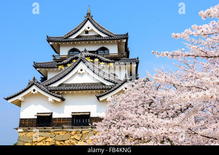 Akita, Japon à Hikone Casle dans la saison du printemps. Banque D'Images