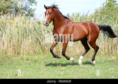 Arabian stallion gallop court à travers l'été meadow Banque D'Images