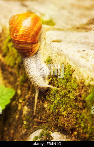 Escalade d'Escargots sur un mur, dans une vue texturée Banque D'Images