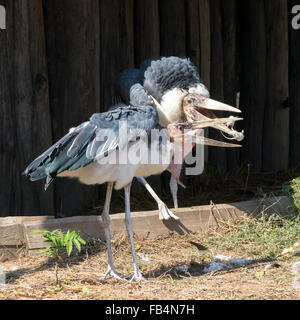 (Cigognes marabout crumenifer Flamant rose (Phoenicopterus ruber) prendre la souris Banque D'Images