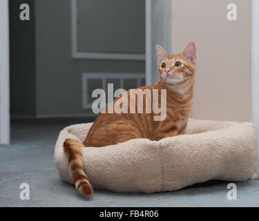 Rayé Orange tabby kitten lying en appui de fenêtre. Banque D'Images