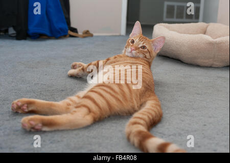 Rayé Orange tabby kitten lying en appui de fenêtre. Banque D'Images