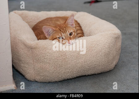 Rayé Orange tabby kitten lying en appui de fenêtre. Banque D'Images