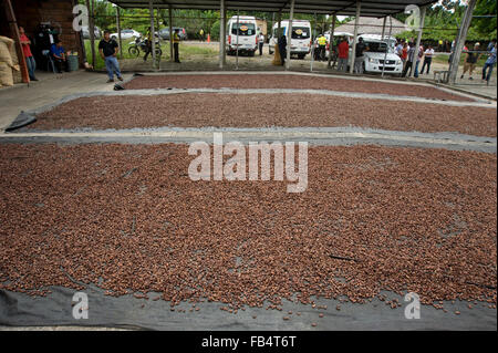 Fèves de cacao séchant au soleil dans une usine de plantation en Équateur, en Amérique du Sud Banque D'Images