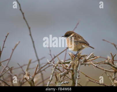 Saxicola torquata stonechat mâle assis sur couverture écorché Banque D'Images