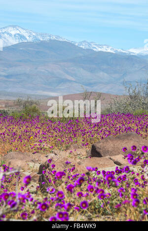 La floraison du désert (Espagnol : desierto florido) dans l'Atacama chilien. L'événement est lié à l'El Niño Banque D'Images