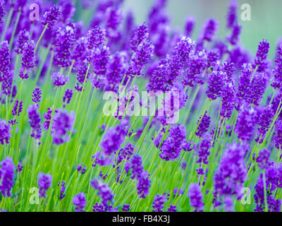 Fleurs de Lavande espagnole sur l'île de Vancouver, Canada Banque D'Images