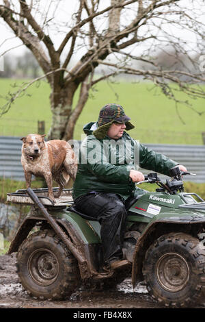 Agriculteur sur quad sous la pluie avec son chien de travail à l'arrière Banque D'Images