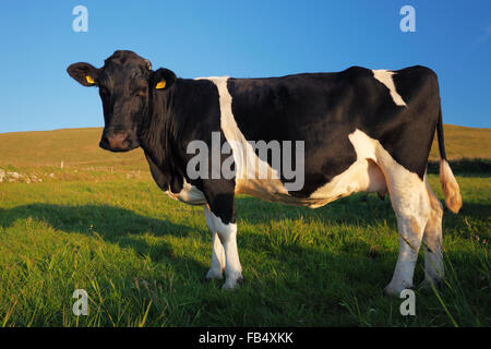 La vache Holstein - noir et blanc patché vache (Bos taurus) Banque D'Images