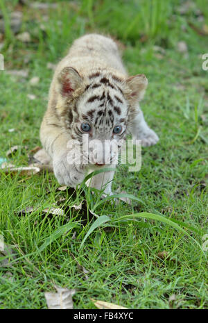 Bébé tigre du Bengale debout sur l'herbe verte Banque D'Images