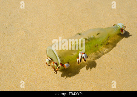 Barnacle Goose sur la plage Banque D'Images