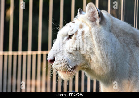 Tigre blanc et la cage à l'arrière-plan Banque D'Images