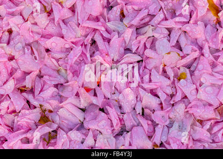 Fallen fleurs sur route sur l'île de Vancouver Banque D'Images