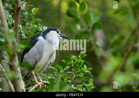 Bihoreau gris Nycticorax nycticorax Banque D'Images