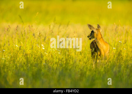 Blacktail deer dans les pâturages de la ferme sur l'île de Vancouver, Canada Banque D'Images