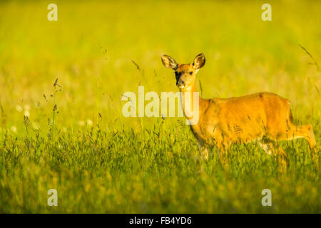 Blacktail deer dans les pâturages de la ferme sur l'île de Vancouver, Canada Banque D'Images