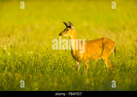 Blacktail deer dans les pâturages de la ferme sur l'île de Vancouver, Canada Banque D'Images