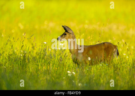 Blacktail deer dans les pâturages de la ferme sur l'île de Vancouver, Canada Banque D'Images