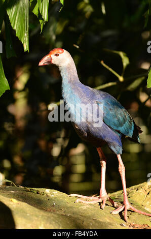 Talève Sultane Porphyrio porphyrio ( ) dans la nature Banque D'Images