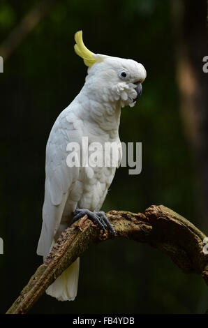 Moindre jaune-soufre cacatoès à huppe jaune (Cacatua galerita) Banque D'Images