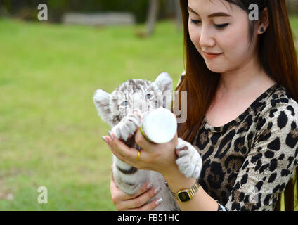Jolies femmes nourrir bébé tigre du Bengale Banque D'Images