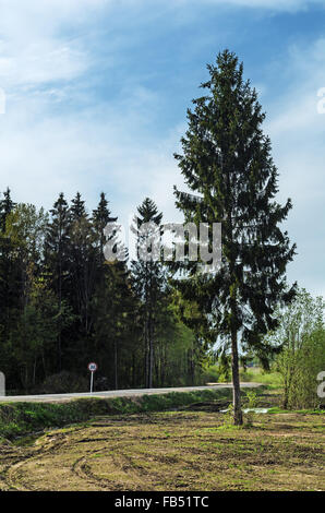 Chemin de sable à travers la forêt au printemps. La croissance de l'arbre de sapin solitaire près de la route. Banque D'Images
