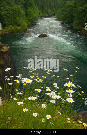 Au nord de la rivière Santiam avec marguerites, Niagara County Park, Oregon Banque D'Images