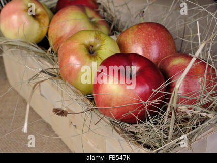 Pommes sur un lit de foin dans le panier Fermer Banque D'Images