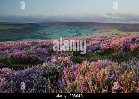 Heather fleurs nom latin, Callluna vulgaris. Donnant sur la vallée en direction de Great Fryup Esk Dale Banque D'Images