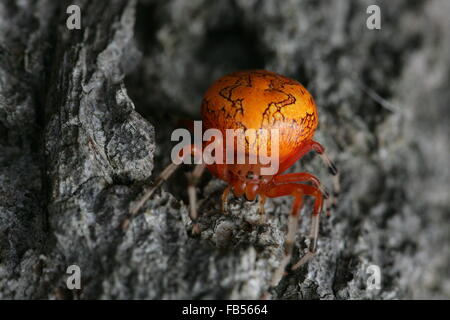 Araignée citrouille ou marbré Orange Orb Weaver spider Banque D'Images