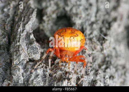 Araignée citrouille ou marbré Orange Orb Weaver spider Banque D'Images