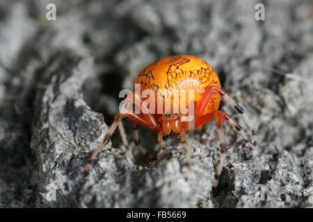 Araignée citrouille ou marbré Orange Orb Weaver spider Banque D'Images