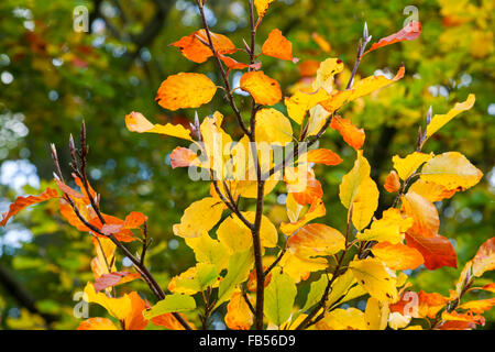 Feuilles de hêtre montrant les premiers signes de rouge, jaune, or et vert couleurs d'automne Banque D'Images