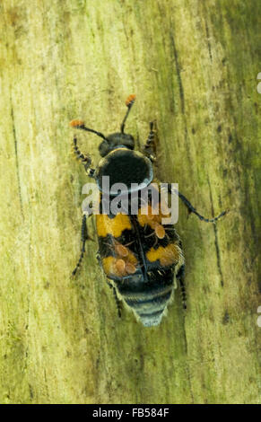 Nécrophore (Nicrophorus vespillo) Banque D'Images