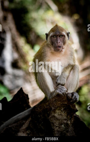 Un singe mignon et engueux assis sur un rocher Banque D'Images