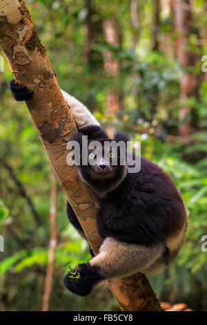 L'Indri en hauteur dans un arbre dans le Parc National Mantadia Andasibe, Madagascar. Banque D'Images