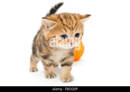 Striped British kitten playing avec pelote de laine, isolated on white Banque D'Images