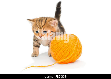 Striped British kitten playing avec pelote de laine, isolated on white Banque D'Images