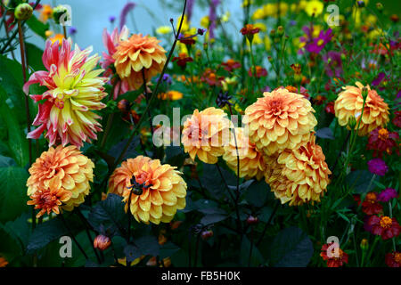 Dahlia David Howard sensations cosmos lit mélangé mix vivaces Floral frontière RM Banque D'Images